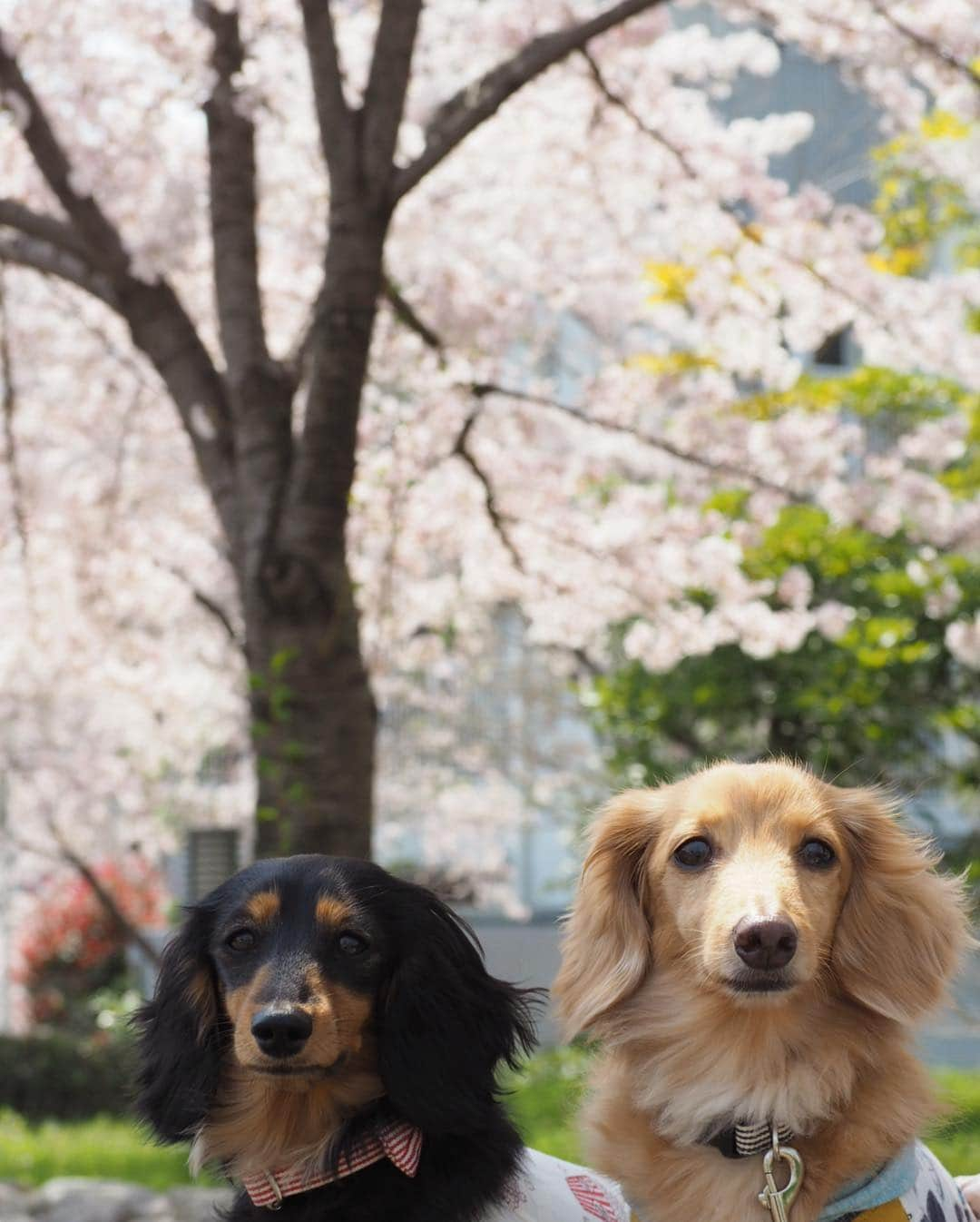 Sora Momoさんのインスタグラム写真 - (Sora MomoInstagram)「お花見散歩🌸🐶🐾🐶🌸✨ ☺︎ 今日はいいお天気でちょっと暑かったけど💦お花見日和✨ 近所には少し歩くと公園にも学校にも住宅地にも桜の木がたくさんあって どこを歩いてもお花見🌸が楽しめます ☺︎ お散歩途中ベンチで休憩中のそらともも ☺︎ 休憩が終わって写真撮ってる私が来てないから行かないって頑張ってるそら 心配してくれてありがとう😊💓 足元に風で散った桜の花びらがいっぱい ☺︎ 満開の桜の中をお散歩してる3人の後ろ姿が可愛いくて 今日も親バカ全開です お姉ちゃんの髪の毛に花びらが髪飾りみたいに乗ってました ☺︎ #お花見散歩#桜が満開#花びらが風でチラチラ#髪飾りみたい#お散歩の後ろ姿#前に回って撮りたいけど#2人で走って追いかけて来ちゃうから#後ろ姿しか撮れません#今日も親バカ全開 #仲良し#そらともも #ダックス#ミニチュアダックス #dachshund #miniaturedachshund」4月7日 23時14分 - teratera_sorapu_