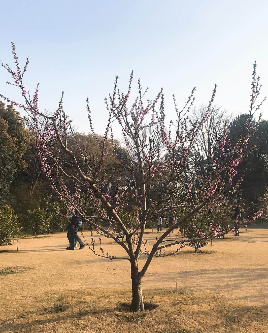 日下裕江さんのインスタグラム写真 - (日下裕江Instagram)「皇居東御苑  こっちも綺麗な桜咲いてた🌸 御苑にみんなシート持って行って ゴロゴロ昼寝したり、ピクニックしたりしててビックリ😳‼️ え⁈ 皇居東御苑だったら そんな事できるの⁈😳 あ！でも外濠公園も出来るから良いのか✨笑  #皇居東御苑 #皇居東御苑の桜 #皇居東御苑花見 #皇居」4月7日 23時18分 - hiroe___h