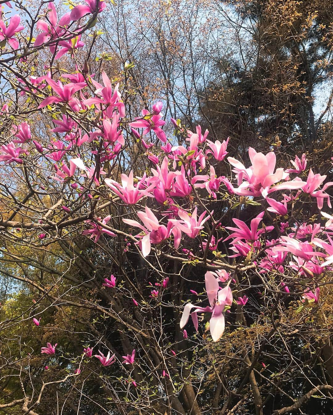 日下裕江さんのインスタグラム写真 - (日下裕江Instagram)「皇居東御苑  こっちも綺麗な桜咲いてた🌸 御苑にみんなシート持って行って ゴロゴロ昼寝したり、ピクニックしたりしててビックリ😳‼️ え⁈ 皇居東御苑だったら そんな事できるの⁈😳 あ！でも外濠公園も出来るから良いのか✨笑  #皇居東御苑 #皇居東御苑の桜 #皇居東御苑花見 #皇居」4月7日 23時18分 - hiroe___h