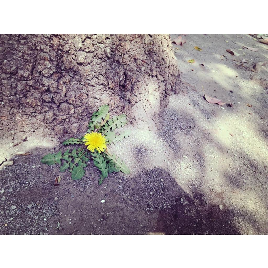 寺島咲のインスタグラム：「桜も綺麗だけどタンポポも春を感じさせてくれる（´-`）.｡oOほっこり #たんぽぽ#タンポポ#春#日本たんぽぽ」