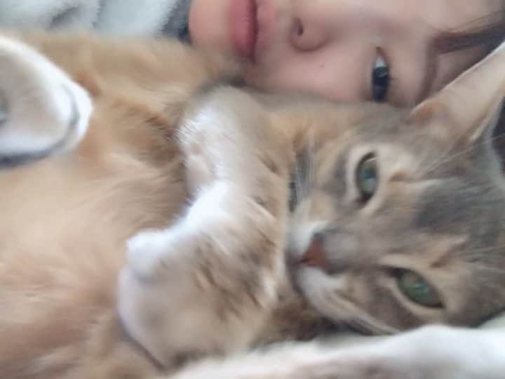 のインスタグラム：「おきゃわ  #ラピ #abyssiniancats #abyssinian #猫 #足ふみふみ #肉球」