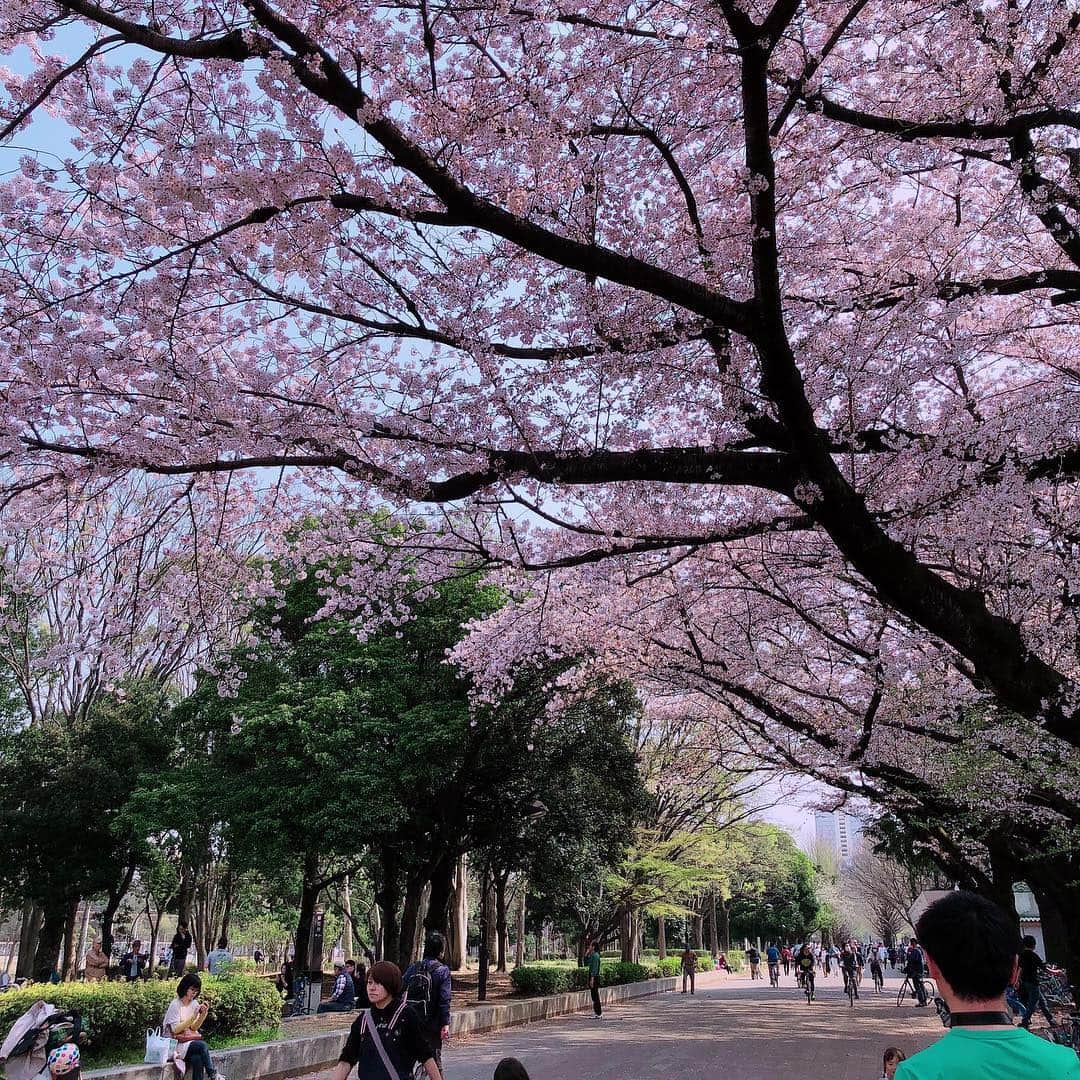 髙橋明日香のインスタグラム：「ちゃんとお花見できた🌸 こんなにゆっくりお花見できたの何年ぶりだろ。 ポカポカ陽気で、この公園にいる人たちがみーんな笑顔で、お酒もごはんも美味しくて。 花見って最高だ(ノv`*) #お花見 #桜 #cherryblossom」