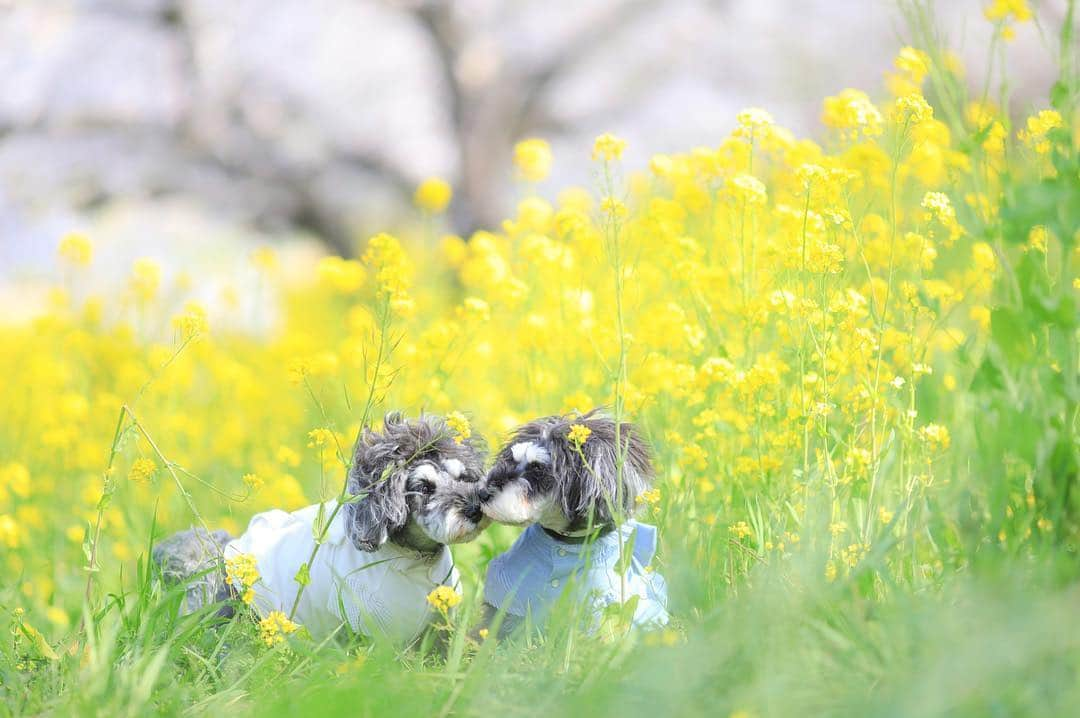 中野区在住のミニシュナのInstagramさんのインスタグラム写真 - (中野区在住のミニシュナのInstagramInstagram)「*･゜ﾟ･* Chu! ｍwah♪ ☆*:.｡. o(≧▽≦)o .｡.:*☆ 満開の桜の下で仲良しなマーブルとイヴ❤️ 見習いたいデス。。。 ♬ #しゅなら部 #ミニチュアシュナウザー #kisskiss  #シュナウザー #miniatureschnauzer #schnauzer #schnauzerofinstagram #schnauzer_lovers  #さくら堤公園  #schnauzer_of_instagram  #schnauzer_feature #inulog #east_dog_japan #all_dog_japan  #todayswanko  #inutokyo  #dogsta #pecoいぬ部  #はなまっぷ  #イヌトミィ #insta_dog #this_is_mylifeな1枚  #mwah  #sakura  #bokeh_addicts  #kissinggirls  #kissingdogs」4月7日 23時27分 - marble_eve