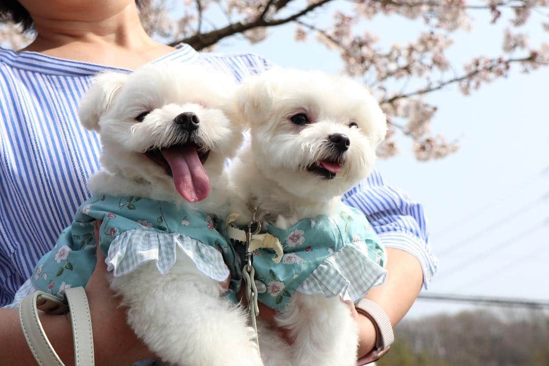 おかゆ & おもちさんのインスタグラム写真 - (おかゆ & おもちInstagram)「...🐶🌸🐶🍡..・. . . パパが先に投稿しましたが、今日は、シルクちゃん・ウールちゃん・コットンちゃん @kobatamio のお家におじゃまして、広〜いお庭でお花見会🌸をしてきました🎵 . くうちゃん・そらちゃん・かいちゃん @kuu.sora.kai と、サンタちゃん・すぅちゃん @whitesantaaa もいっしょに遊んだよ〜〜🎵(シェリィーちゃん @shelly_____y 会いたかったけど、また今度ね😉) . ① おかゆともっち(お洋服は @handmade_anmiiy さんのお花柄🌼) . ② みんなで集合〜〜🤩 . ③ くうちゃん・そらちゃん・かいちゃん💕 . ④ シルクちゃん・すぅちゃん・サンタちゃん💕 . ⑤ ウールちゃん💕 . . 心配していたお天気も、晴れ女さん&晴れ男さん＋てるてるもち坊主のおかげで、暑いくらいに晴れ☀️、雨女の私が負けました〜〜🙌🥰 . とっても楽しい、平成最後のお花見🌸🌸 ありがとうございました😊 . . 明日からも、お花見投稿続きま〜す🤗🎵 . . . ❤︎ . #maltese #malteseofinstagram #happydog #dogsmile #doglove #doglover #doglife #dogsofinstagram #dogstagram #instadog #lovedogs #ilovemydog #cutedog #west_dog_japan #dogoftheday #멍스타그램 . #okayusan #マルチーズ #エブリドッグ #犬バカ部 #癒しわんこ #わんこ #愛犬 #大好き #かわいい #pecoいぬ部 #スリアロワクワク #スリーアローズファン #みんなのわんこ #平成最後のお花見」4月7日 23時28分 - okayuchan0421