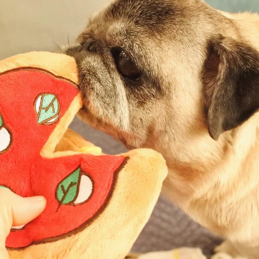 八兵衛のインスタグラム：「Hachibei got a pizza🍕🙌😆 * * べえさんはピザを手に入れた！🍕 * * Doggy Boxが届いたよ〜。 おやつとおもちゃが入っていて べえさんチェック👀  近所のお店では見かけない おやつやおもちゃが入っていて 楽しいね☺️ * * #doggybox #ドギボ #ほぼ黒パグ #おじいちゃん犬 #パグ #pug #puggy #puglife #puglove #petstagram #pugstagram #pugsofinstagram #pugs #dog #ふわもこ部  @igersjp #IGersJP #east_dog_japan #pecoイヌ部 #八兵衛 #はちべえ #朝ワンコ夕ニャンコ」
