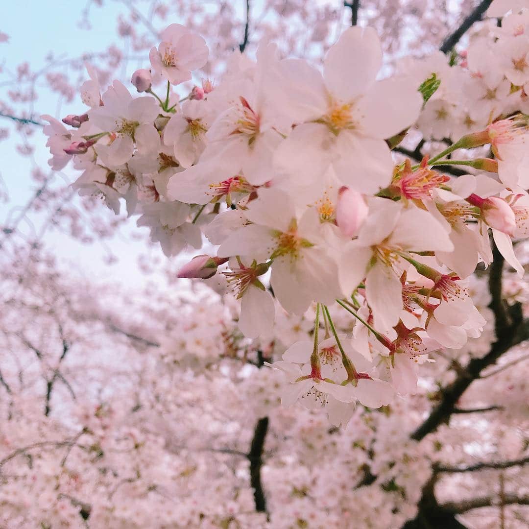 中島遥さんのインスタグラム写真 - (中島遥Instagram)「桜に癒された一日🌸 風で花びらが散っててそれまた綺麗だった(*^^*) ゆっくり見ることが出来たし、楽しかった♪  #桜#cherryblossom #撮影会#撮影#model#モデル#portrait#ロケ#ファインダー越しの私の世界#東京カメラ部#カメラ#一眼レフ#フォロー#カメラ女子#follow#japan#japanesegirl #中島遥#いいね#コメント#ありがとうございます」4月7日 23時34分 - haruka_nakashima
