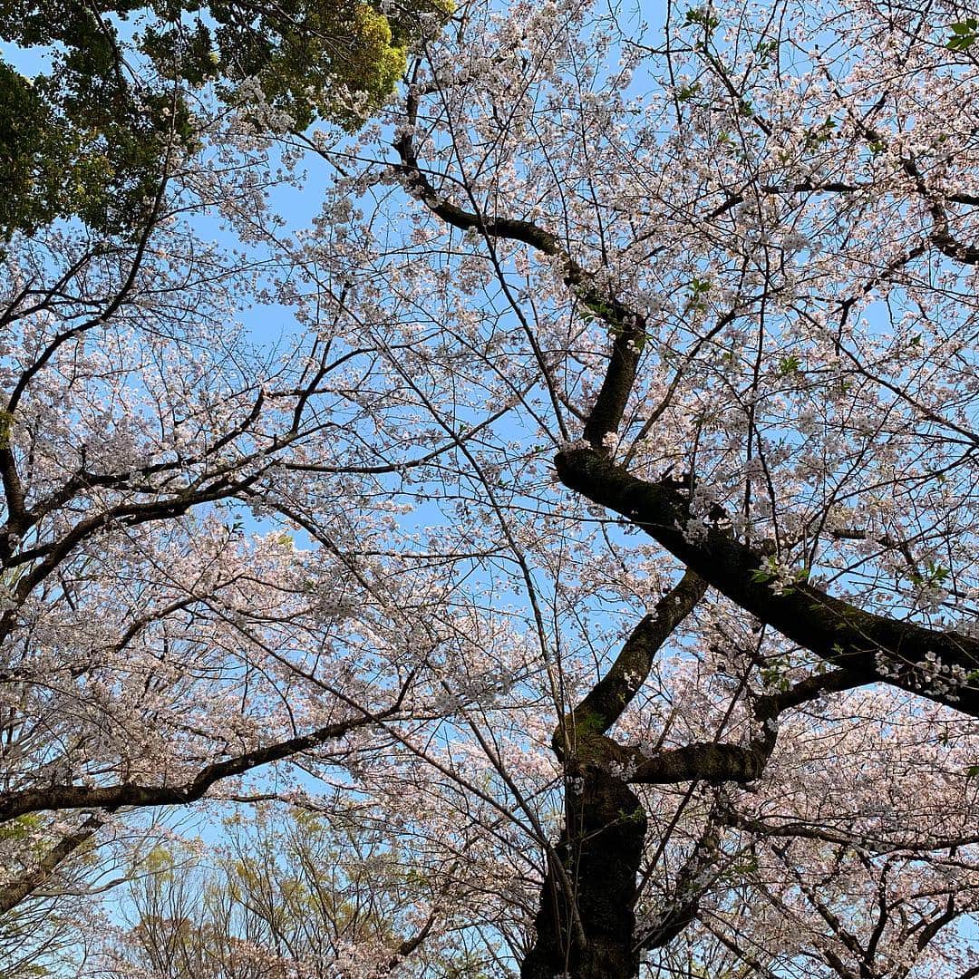 古川美有さんのインスタグラム写真 - (古川美有Instagram)「また花見な週末🌸 映えとか考えてない、適当に持ち寄ったつまみ達とロゼシャンパン。 みんなでボトルを3本空け、ただただchillだった日曜日。 #お花見 #桜 #公園 #🌸 #sakura #yoyogipark #chill #sunday」4月7日 23時34分 - miyukogawa