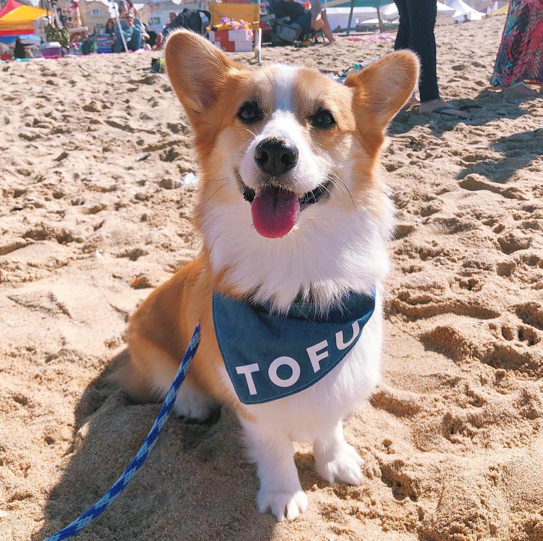 DogsOf Instagramさんのインスタグラム写真 - (DogsOf InstagramInstagram)「STORY TAKEOVER! “Let's seas the day and go to Corgi Beach Day!” writes @tofu_corgi | Tap our Stories and let Tofu take you through the fun of Corgi Beach Day!」4月7日 23時35分 - dogsofinstagram
