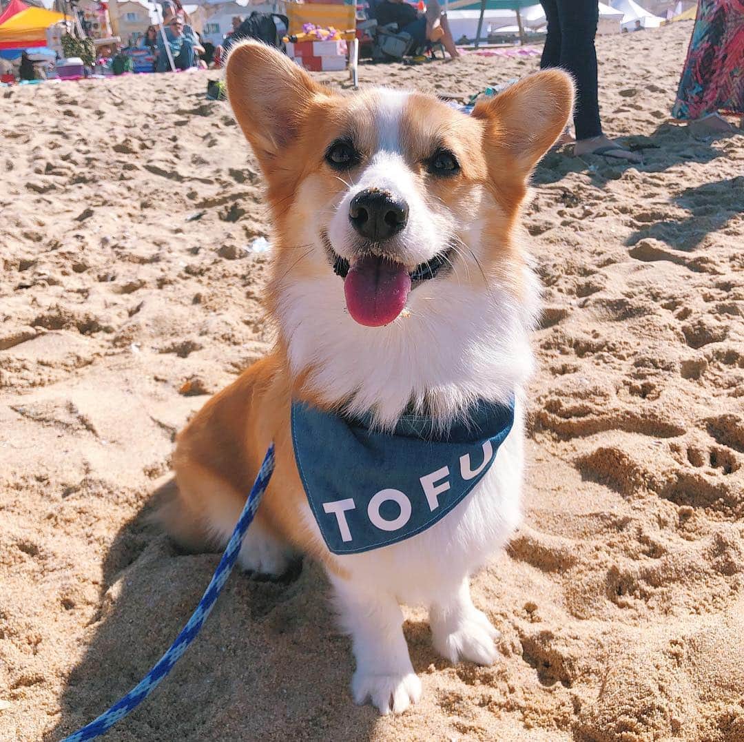 のインスタグラム：「STORY TAKEOVER! “Let's seas the day and go to Corgi Beach Day!” writes @tofu_corgi | Tap our Stories and let Tofu take you through the fun of Corgi Beach Day!」