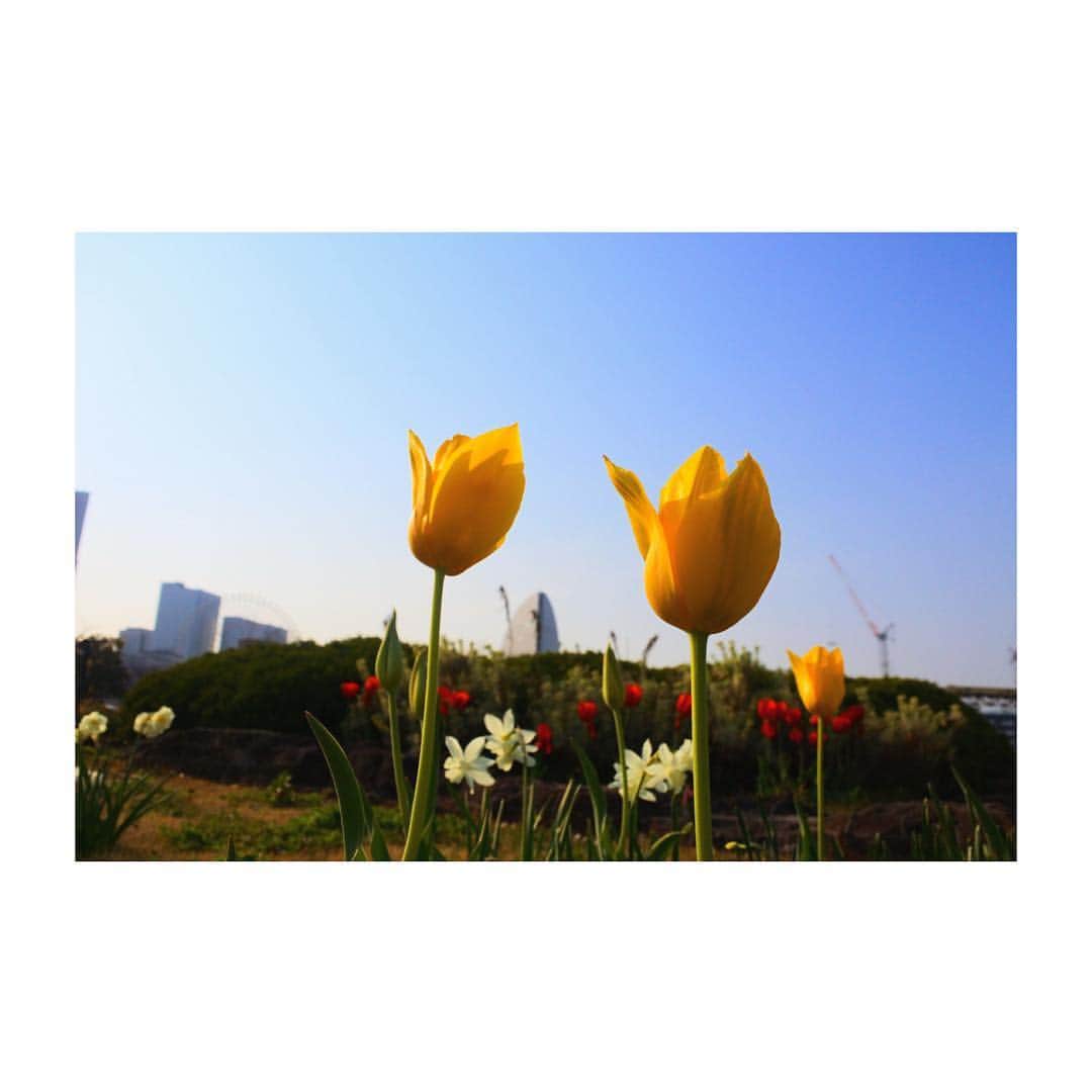坂元葉月さんのインスタグラム写真 - (坂元葉月Instagram)「tulipán.」4月7日 23時47分 - wasuta_hazuki_sakamoto