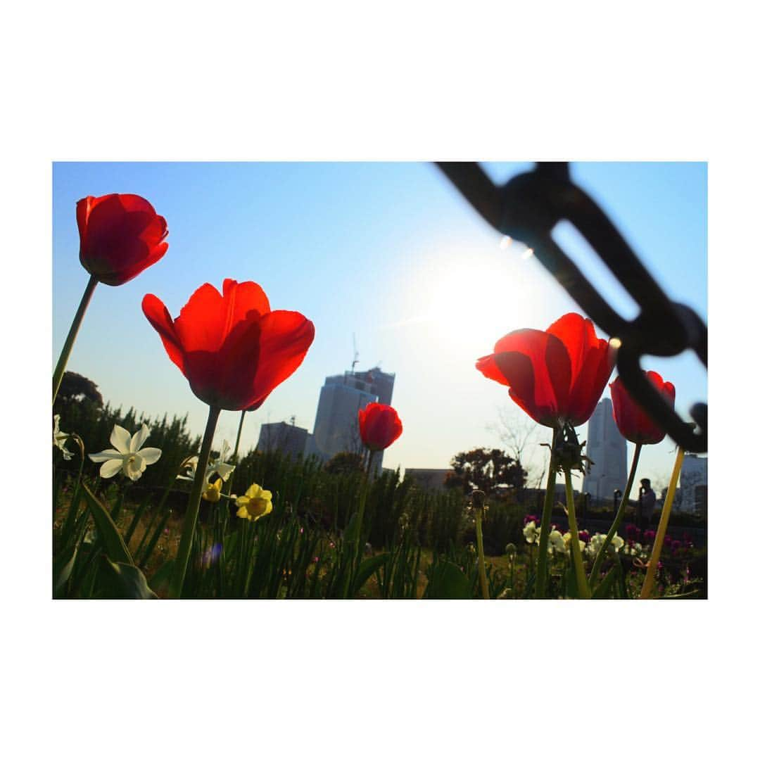 坂元葉月さんのインスタグラム写真 - (坂元葉月Instagram)「tulipán.」4月7日 23時47分 - wasuta_hazuki_sakamoto