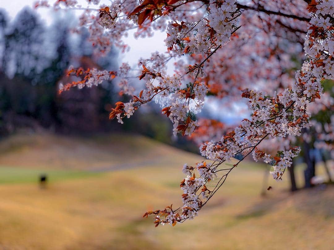 中野猛さんのインスタグラム写真 - (中野猛Instagram)「世間は桜が咲きほこる4月初旬..。 会社を経営している社長と呼ばれる京都のオジサンたちが集結して、ひたすら白い小さな玉を打つ...打つ...ただ、ひたすら打つ。  世間ではこれをゴルフと呼ぶ。  会社では殆ど歩くこと無いオジサンたち。 (だいたい社長は座ってる)  しかし、この日だけは、たくさん歩いた。 オジサンたちは懸命に歩いた。  オジサンたち..今日も楽しい時間をありがとう。  追伸...18ホール歩いた後の筋トレは格別に疲れた燃え尽き度３倍！  #ゴルフ #オヤジのスポーツ #ありがとうオジサンたち #ロータリアン #筋トレ爆死」4月7日 23時40分 - takeshi__nakano