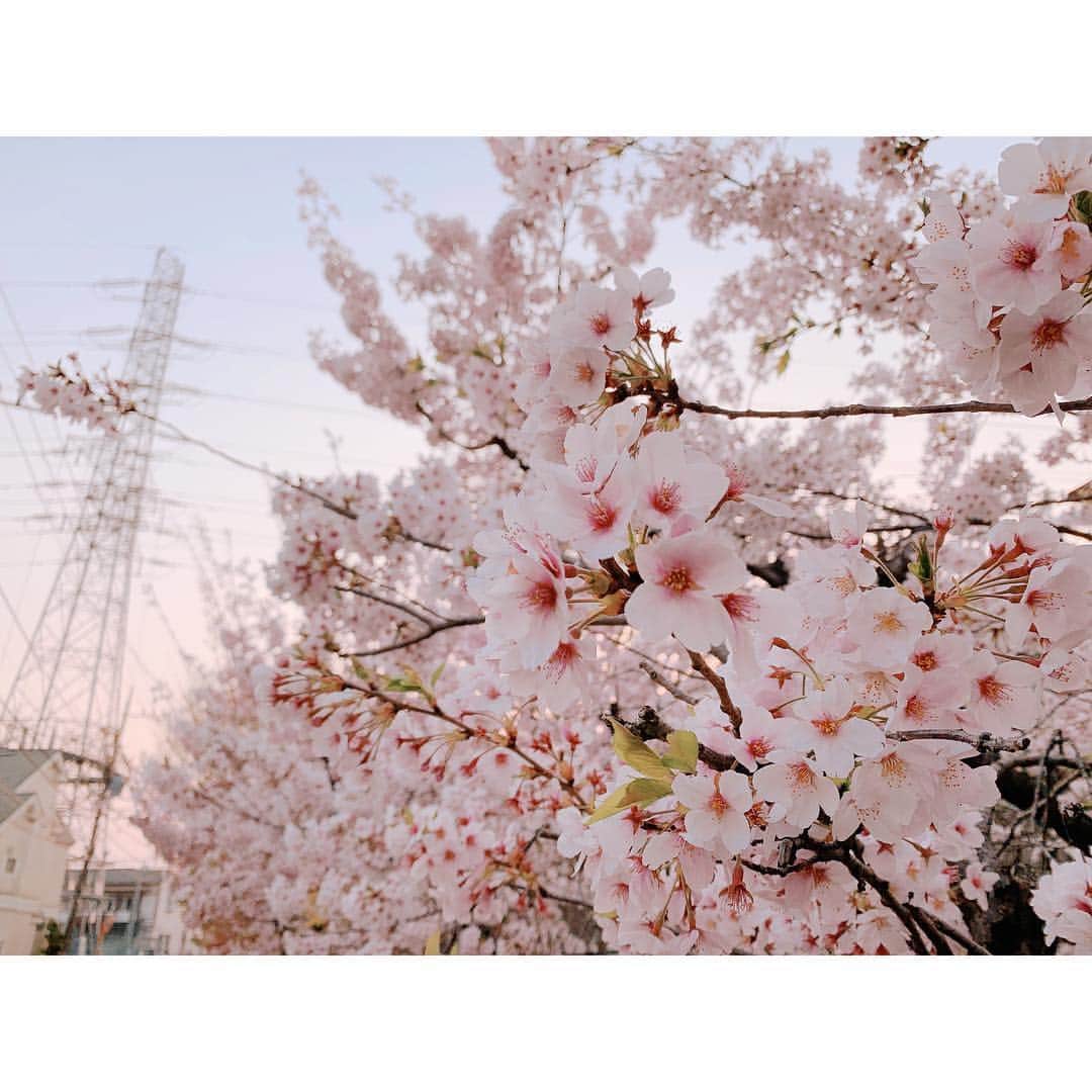 上野なつひさんのインスタグラム写真 - (上野なつひInstagram)「満開も好きだけど散る姿のが好きかも🌸 風に吹かれて舞う花びらが儚く美しい… 足を止めて風を感じて春の訪れを感じる恋する季節ですね😌🌸❤️ #散り桜  #春が来た #今日は家具を新調 #衣替え #そして愛犬のトリミング #明日は」4月7日 23時44分 - natsuhi