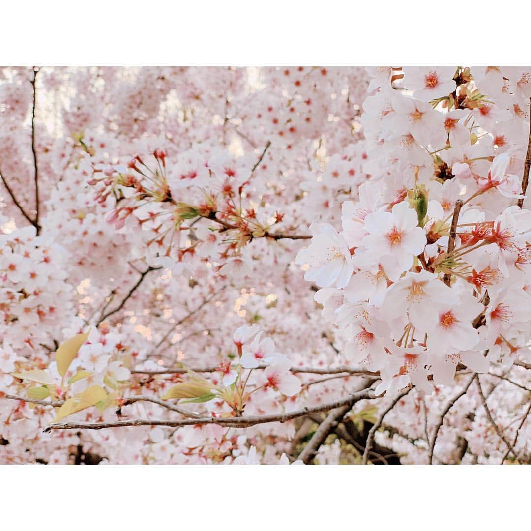 上野なつひさんのインスタグラム写真 - (上野なつひInstagram)「満開も好きだけど散る姿のが好きかも🌸 風に吹かれて舞う花びらが儚く美しい… 足を止めて風を感じて春の訪れを感じる恋する季節ですね😌🌸❤️ #散り桜  #春が来た #今日は家具を新調 #衣替え #そして愛犬のトリミング #明日は」4月7日 23時44分 - natsuhi