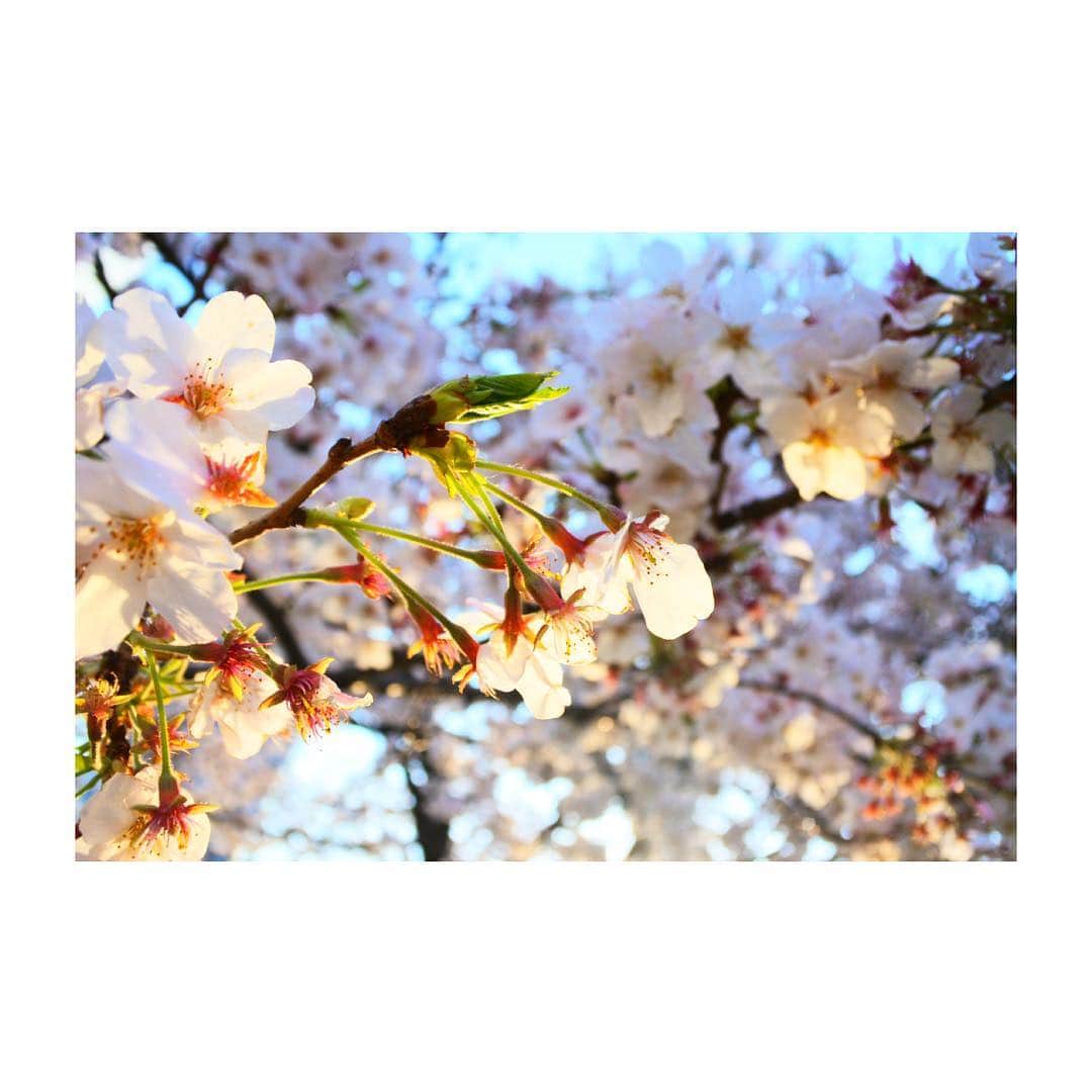 坂元葉月さんのインスタグラム写真 - (坂元葉月Instagram)「cerezo.」4月7日 23時44分 - wasuta_hazuki_sakamoto