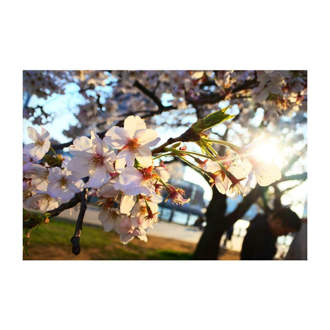 坂元葉月さんのインスタグラム写真 - (坂元葉月Instagram)「cerezo.」4月7日 23時44分 - wasuta_hazuki_sakamoto