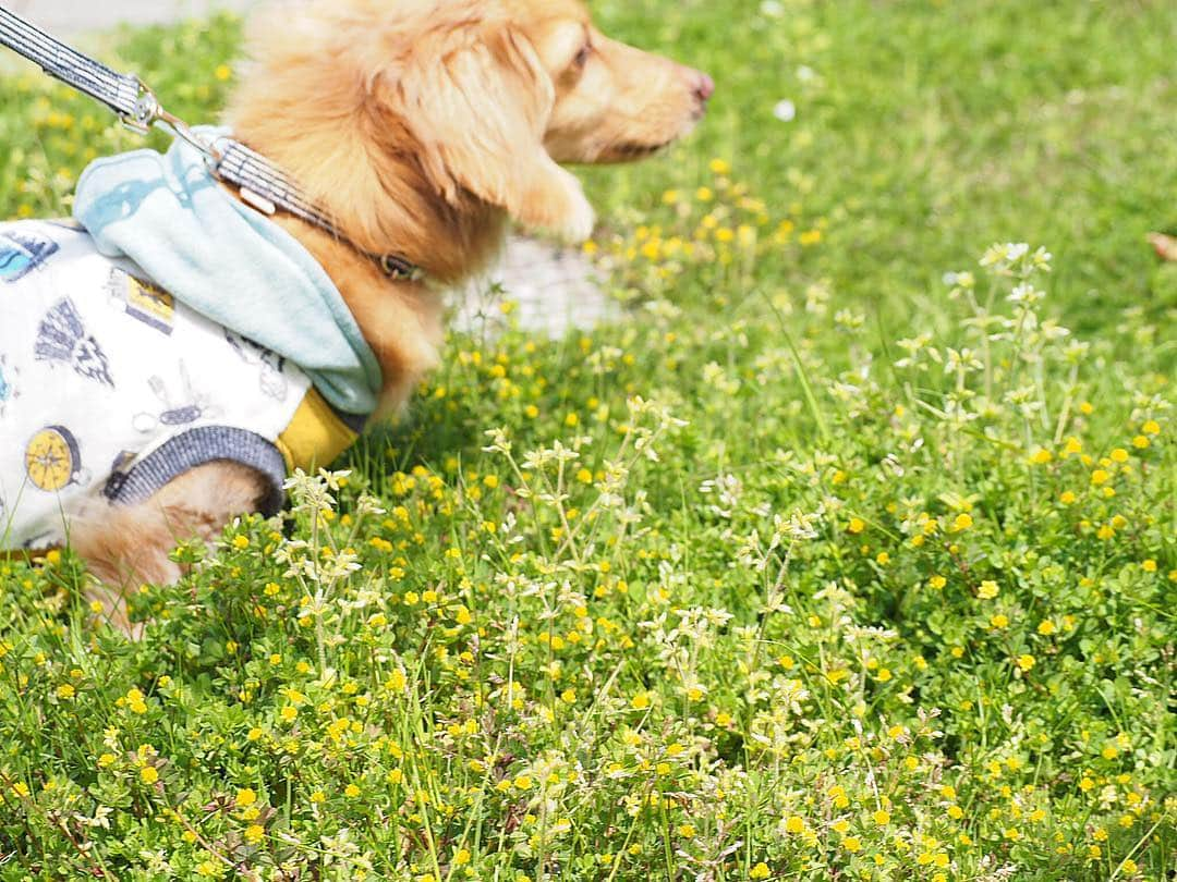 Sora Momoさんのインスタグラム写真 - (Sora MomoInstagram)「お散歩続き🐶🐾🐶 ☺︎ 写真撮ってる私を待っててくれたそらともも ☺︎ 名前は知らないけど黄色い小さなお花がそこここにたくさん🌼✨ 2人は全くじっとしてくれないから写真撮るの大変です💦 ☺︎ #お散歩#小さな黄色い花#コツブツメクサ#他にもお花がいっぱい#春のお散歩は楽しいね#花粉症じゃなかったら#もっと楽しいのに#仲良し#そらともも #ダックス#ミニチュアダックス #dachshund #miniaturedachshund」4月7日 23時45分 - teratera_sorapu_