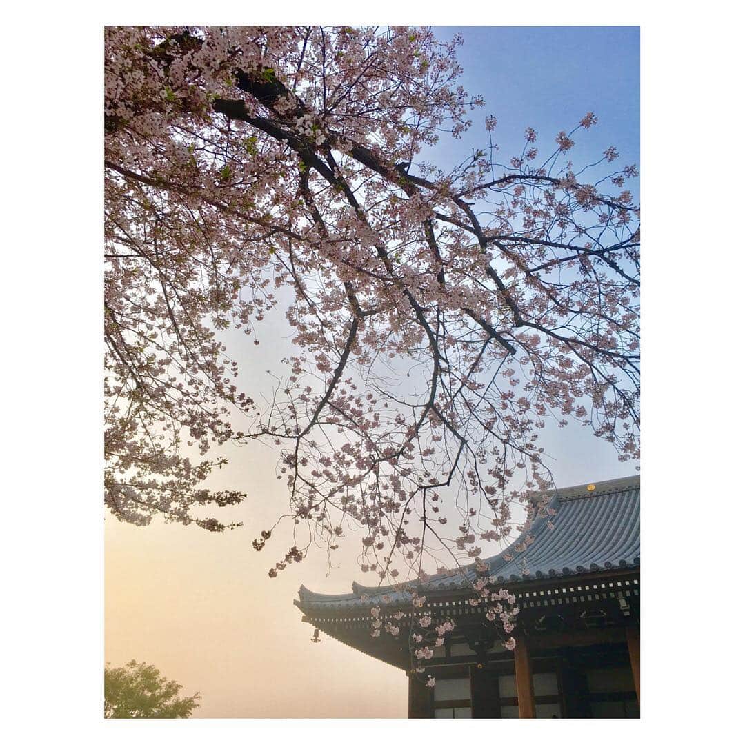 謝依旻さんのインスタグラム写真 - (謝依旻Instagram)「今年東京的櫻花🌸受天氣影響，開花速度和凋謝得速度都比往年慢。🌸盛開一星期後還能拍到這樣的照片，應該算是運氣不錯的了～☺️✨✨ #日本 #japan #tokyo #東京 #さくら #櫻花 #cherryblossom  #賞櫻」4月7日 23時49分 - igo_1116