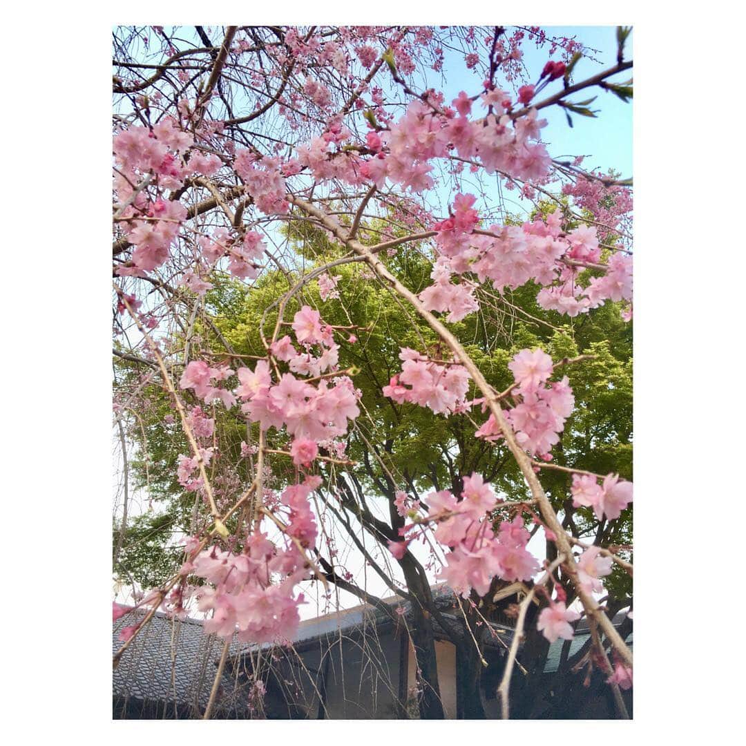 謝依旻さんのインスタグラム写真 - (謝依旻Instagram)「今年東京的櫻花🌸受天氣影響，開花速度和凋謝得速度都比往年慢。🌸盛開一星期後還能拍到這樣的照片，應該算是運氣不錯的了～☺️✨✨ #日本 #japan #tokyo #東京 #さくら #櫻花 #cherryblossom  #賞櫻」4月7日 23時49分 - igo_1116