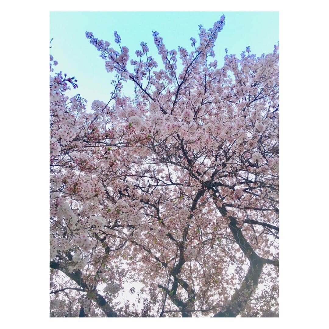謝依旻さんのインスタグラム写真 - (謝依旻Instagram)「今年東京的櫻花🌸受天氣影響，開花速度和凋謝得速度都比往年慢。🌸盛開一星期後還能拍到這樣的照片，應該算是運氣不錯的了～☺️✨✨ #日本 #japan #tokyo #東京 #さくら #櫻花 #cherryblossom  #賞櫻」4月7日 23時49分 - igo_1116