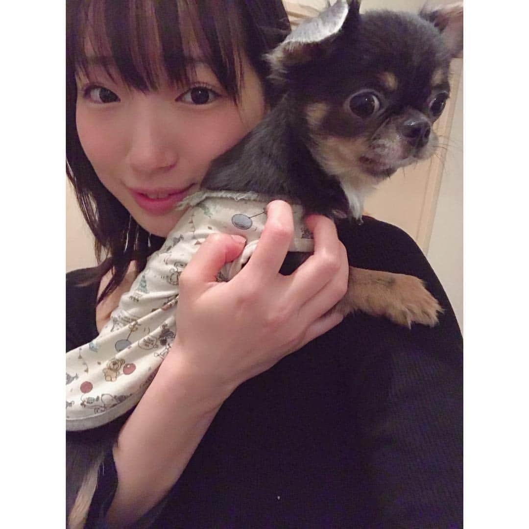 有明ゆなさんのインスタグラム写真 - (有明ゆなInstagram)「じゅりさんがおかえりって言ってくれた♡ . . . . #愛犬 #チワワ #チワワちゃん #チワワ部 #チワワラブ #チワワバカ #チワワ画像 #チワワ大好き #チワワ多頭飼い #ちわわ #ちわわ親バカ部 #ちわわ多頭飼い #ちわわせ #ちわわ部 #ちわわ画像 #ぶちゃかわ #ぶちゃいく #ぶちゃ #dog #dogstagram #dogs #dogoftheday #instadog」4月7日 23時50分 - ariake_yuna