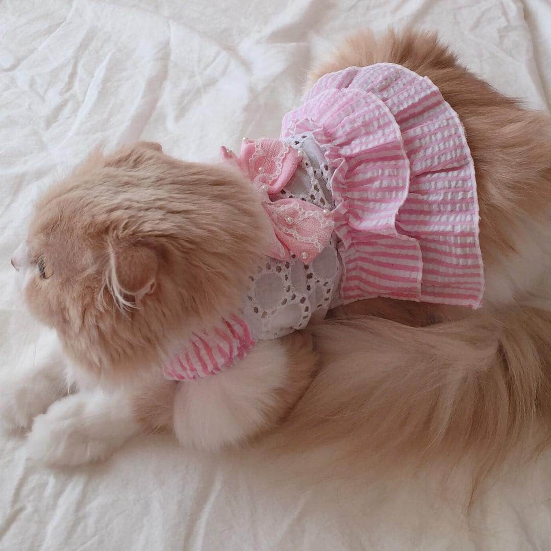 のんたのインスタグラム：「ワゴンセールで780円だったお洋服を着ているぼーちゃん🎀 安くて可愛くてゆーことなし！」