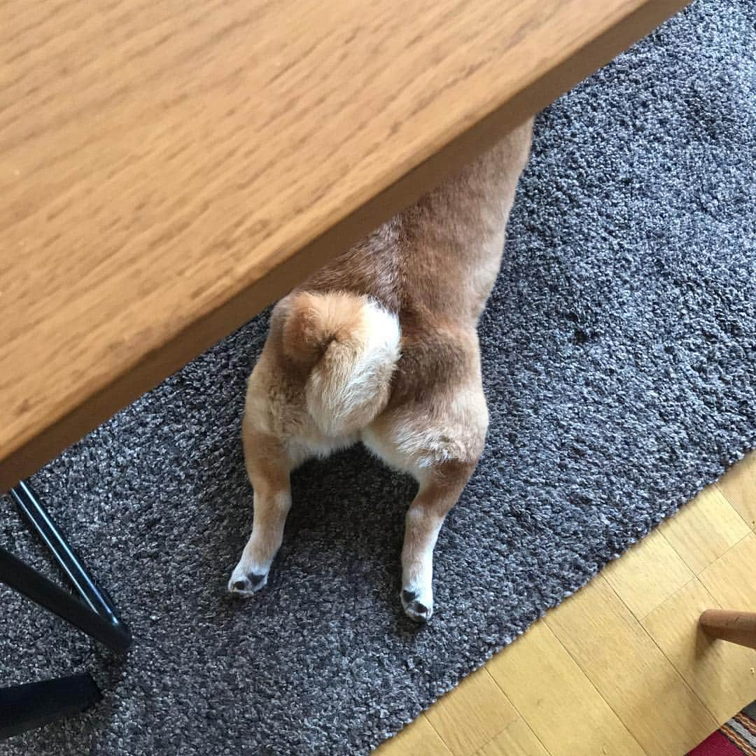 マル子さんのインスタグラム写真 - (マル子Instagram)「ふと探すとおもろいヤツがいる😂 #マル子  #柴犬  #shiba  #マニアすぎ注意」4月8日 0時01分 - tomikago