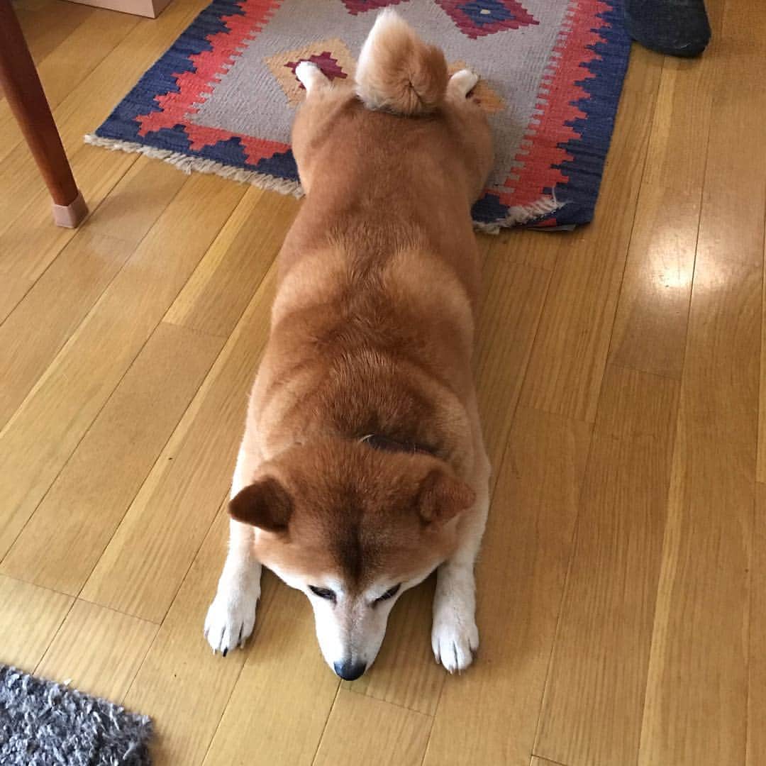 マル子のインスタグラム：「ふと探すとおもろいヤツがいる😂 #マル子  #柴犬  #shiba  #マニアすぎ注意」