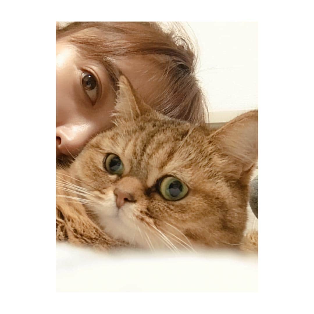 中島早貴さんのインスタグラム写真 - (中島早貴Instagram)「最近は早寝早起きに心がけてます。 脳よ、活性化してくれ！ 喉よ、早く完治してくれ！ って事でおやすみなさい😴 - #猫との生活 なんか毛の色が似てきてる。笑」4月8日 0時07分 - saki__nakajima__uf