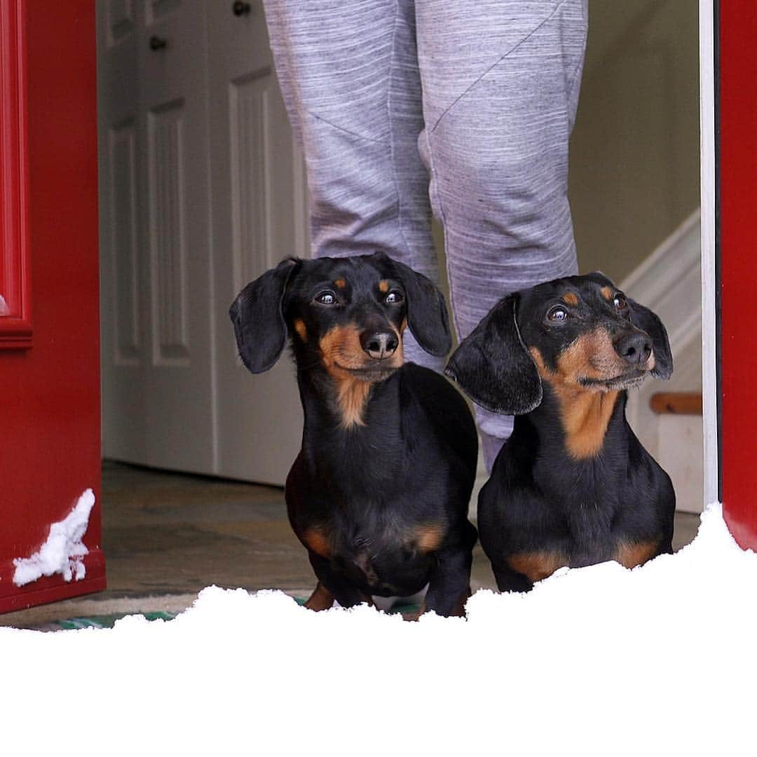 Crusoe the Celebrity Dachshundさんのインスタグラム写真 - (Crusoe the Celebrity DachshundInstagram)「“New episode ‘SNOWDAY’ is here.. and based on/filmed on biggest snowfall we had this winter! Go watch via link in profile! It’s a cute one! 😊👍” ~ Crusoe #thecrusoeshow」4月8日 0時22分 - crusoe_dachshund