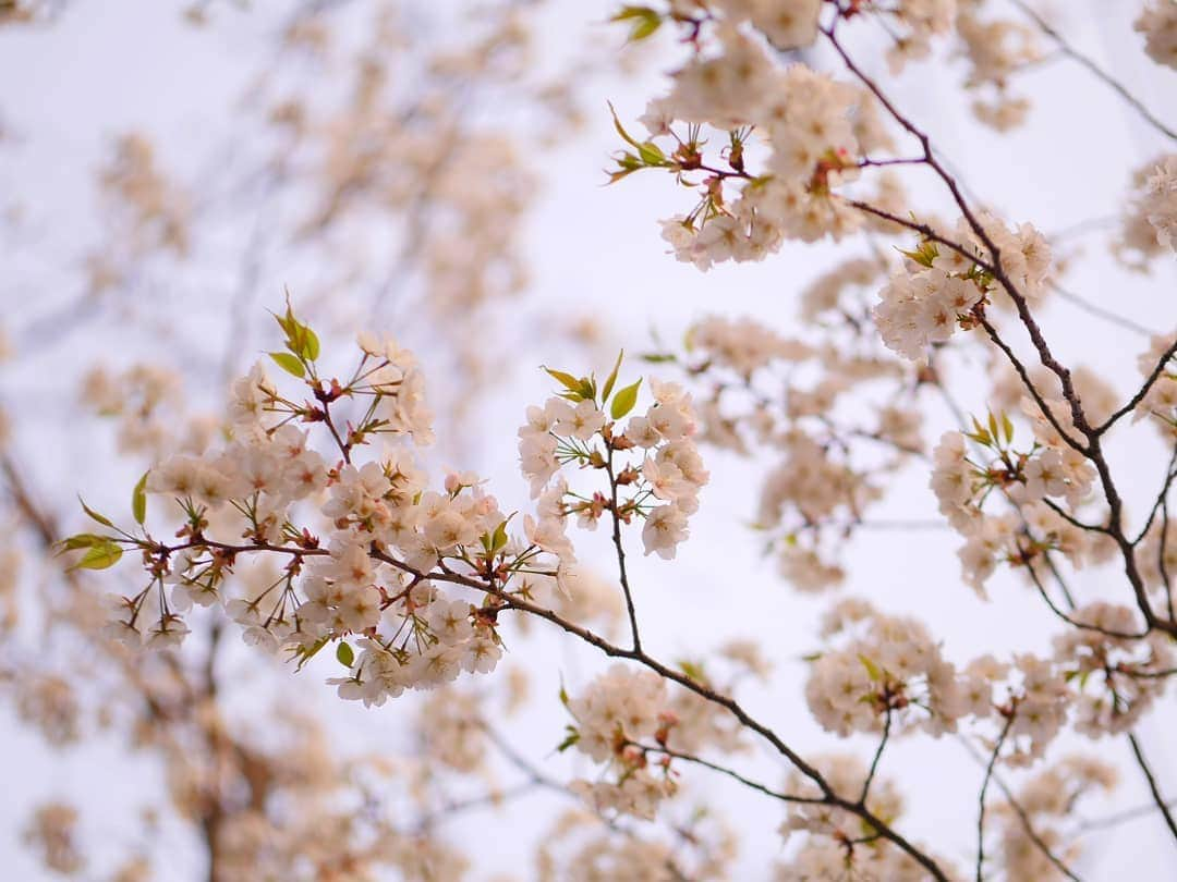 柚月美穂さんのインスタグラム写真 - (柚月美穂Instagram)「#randompic . . . この間の桜が満開になりました🌸 . . 茜色に染まる 夕暮れのさくら . . 所々葉桜🍃 . . #平成最後の #桜 #cherryblossom この花何だろうなぁっていっぱい調べたら #ハナニラ って教えてくれた。 . #夕方 #夕暮れ #夕日  #茜色 . #📷 #LUMIX #gh4  #leica #42.5mm」4月8日 0時28分 - mihoyuzuki