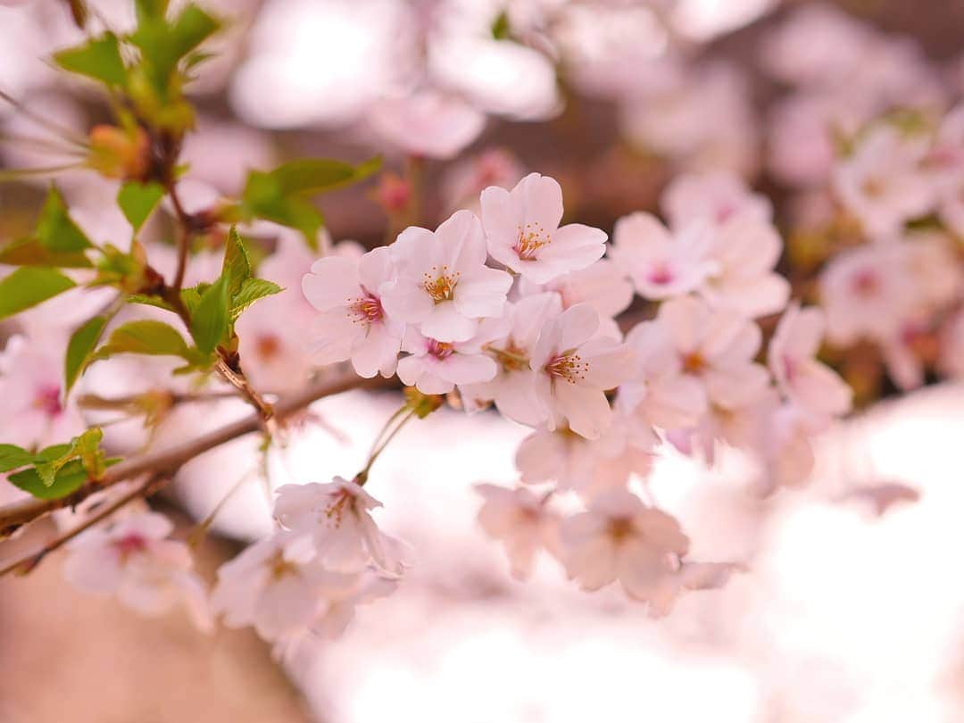 柚月美穂さんのインスタグラム写真 - (柚月美穂Instagram)「#randompic . . . この間の桜が満開になりました🌸 . . 茜色に染まる 夕暮れのさくら . . 所々葉桜🍃 . . #平成最後の #桜 #cherryblossom この花何だろうなぁっていっぱい調べたら #ハナニラ って教えてくれた。 . #夕方 #夕暮れ #夕日  #茜色 . #📷 #LUMIX #gh4  #leica #42.5mm」4月8日 0時28分 - mihoyuzuki