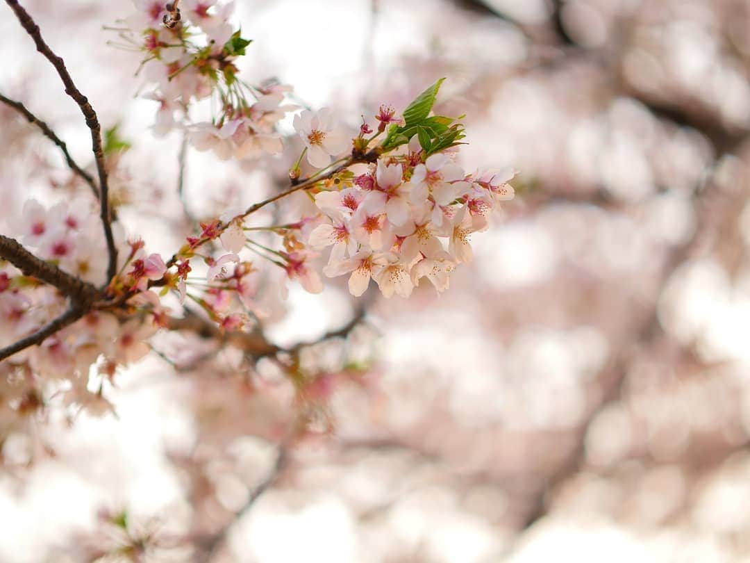 柚月美穂さんのインスタグラム写真 - (柚月美穂Instagram)「#randompic . . . この間の桜が満開になりました🌸 . . 茜色に染まる 夕暮れのさくら . . 所々葉桜🍃 . . #平成最後の #桜 #cherryblossom この花何だろうなぁっていっぱい調べたら #ハナニラ って教えてくれた。 . #夕方 #夕暮れ #夕日  #茜色 . #📷 #LUMIX #gh4  #leica #42.5mm」4月8日 0時28分 - mihoyuzuki