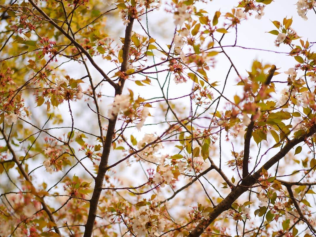 柚月美穂さんのインスタグラム写真 - (柚月美穂Instagram)「#randompic . . . この間の桜が満開になりました🌸 . . 茜色に染まる 夕暮れのさくら . . 所々葉桜🍃 . . #平成最後の #桜 #cherryblossom この花何だろうなぁっていっぱい調べたら #ハナニラ って教えてくれた。 . #夕方 #夕暮れ #夕日  #茜色 . #📷 #LUMIX #gh4  #leica #42.5mm」4月8日 0時28分 - mihoyuzuki