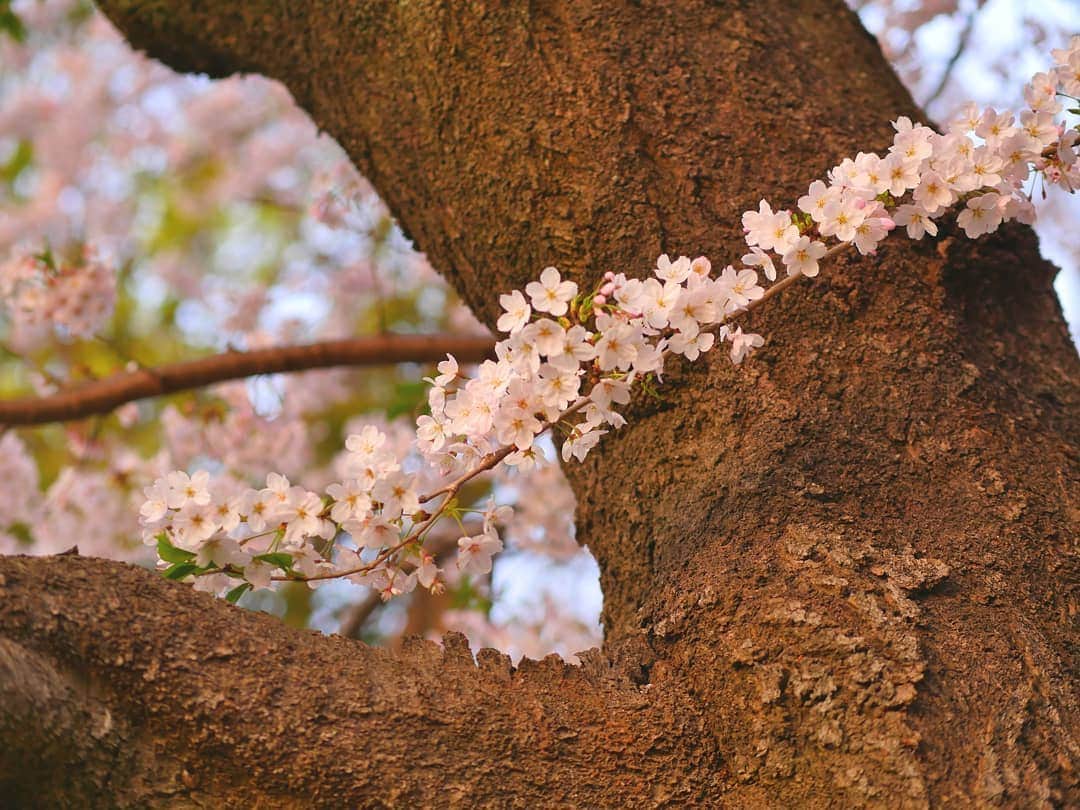 柚月美穂さんのインスタグラム写真 - (柚月美穂Instagram)「#randompic . . . この間の桜が満開になりました🌸 . . 茜色に染まる 夕暮れのさくら . . 所々葉桜🍃 . . #平成最後の #桜 #cherryblossom この花何だろうなぁっていっぱい調べたら #ハナニラ って教えてくれた。 . #夕方 #夕暮れ #夕日  #茜色 . #📷 #LUMIX #gh4  #leica #42.5mm」4月8日 0時28分 - mihoyuzuki