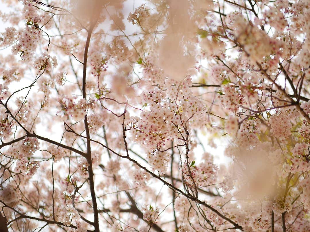 柚月美穂のインスタグラム：「#randompic . . . この間の桜が満開になりました🌸 . . 茜色に染まる 夕暮れのさくら . . 所々葉桜🍃 . . #平成最後の #桜 #cherryblossom この花何だろうなぁっていっぱい調べたら #ハナニラ って教えてくれた。 . #夕方 #夕暮れ #夕日  #茜色 . #📷 #LUMIX #gh4  #leica #42.5mm」