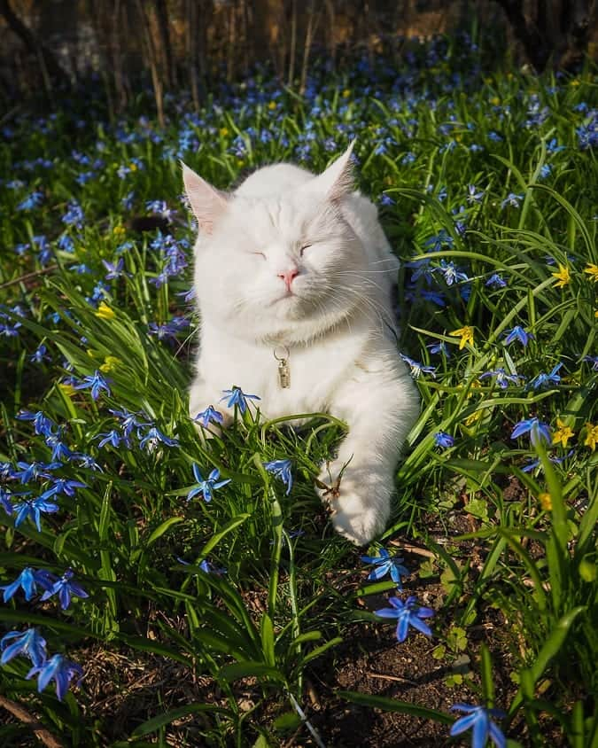 スターリンさんのインスタグラム写真 - (スターリンInstagram)「Spring is here! Here's Tofu enjoying some flowers and sunlight in our garden.」4月8日 0時28分 - stalinthecat