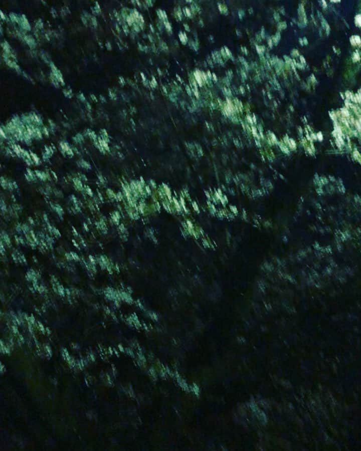 松阪ゆうきのインスタグラム：「コンビニに🏪行って公園通ったら 桜吹雪🌸吹いてきた。  思わず動画撮ってまった。  春が終わる.... #桜吹雪 #花吹雪 #夜桜お七 やなw」