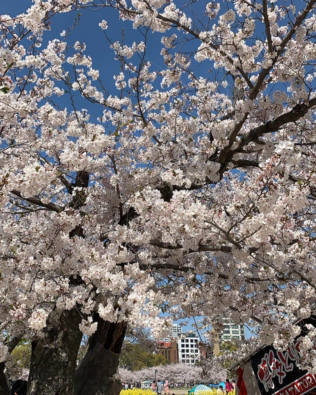 足立かりんさんのインスタグラム写真 - (足立かりんInstagram)「🌸💓🐷🍡🇯🇵 #さくら #良き季節 #一週間もしたら散ってまう #季節の風物詩 #また来年ね #花よりチョコバナナ #桜 #cherryblossom #japan」4月8日 0時43分 - karinadachi