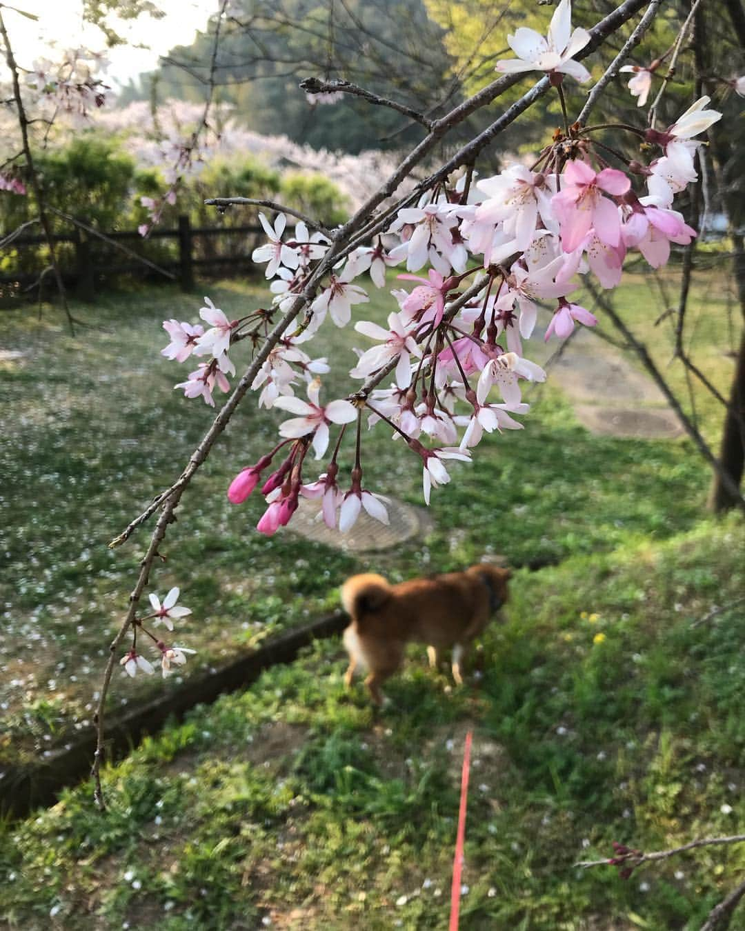 柴犬はなこ Shibainu Hanakoさんのインスタグラム写真 - (柴犬はなこ Shibainu HanakoInstagram)「シャンポーしてふわふわになったはなっぺ連れてお山でお花見🌸🐶 いろんな種類があるんだねぇ #shiba #dog #shibainu #cherryblossom #犬 #柴犬 #shiba_snap #桜 #危ない椅子」4月8日 0時50分 - kiki_beee