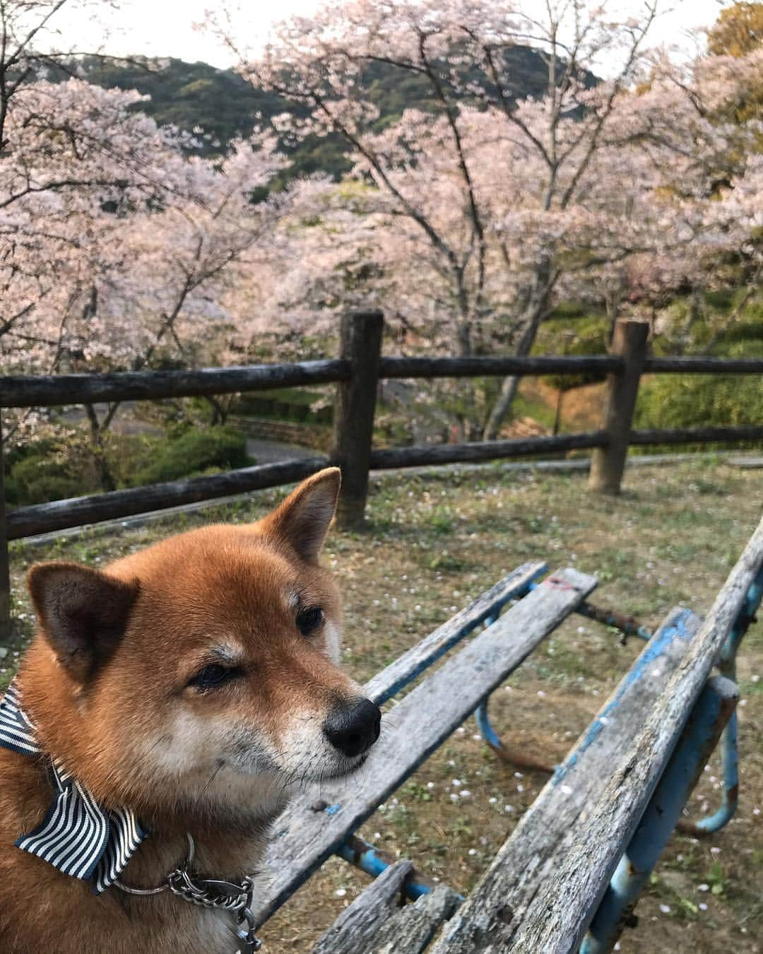 柴犬はなこ Shibainu Hanakoのインスタグラム