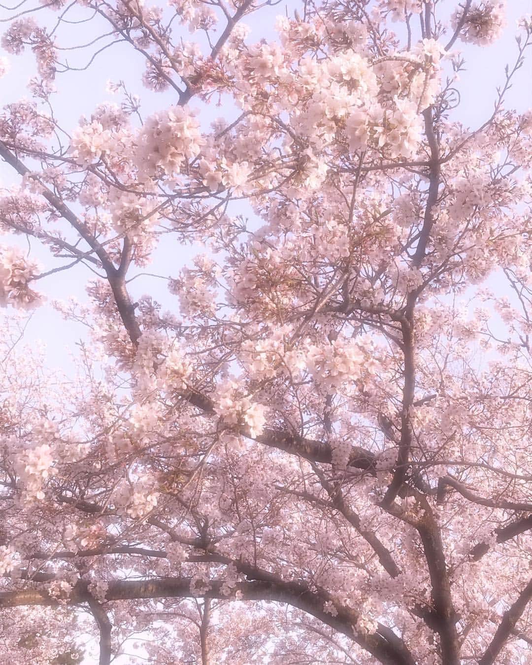 真野ゆりあさんのインスタグラム写真 - (真野ゆりあInstagram)「. 桜🌸 . #🌸 #桜  #お花見 #綺麗だった  #やっと春が来たかな  #楽しかった  #満喫  #たくさんあるいて疲れた  #おやすみなさい💤」4月8日 0時52分 - mano_yuria