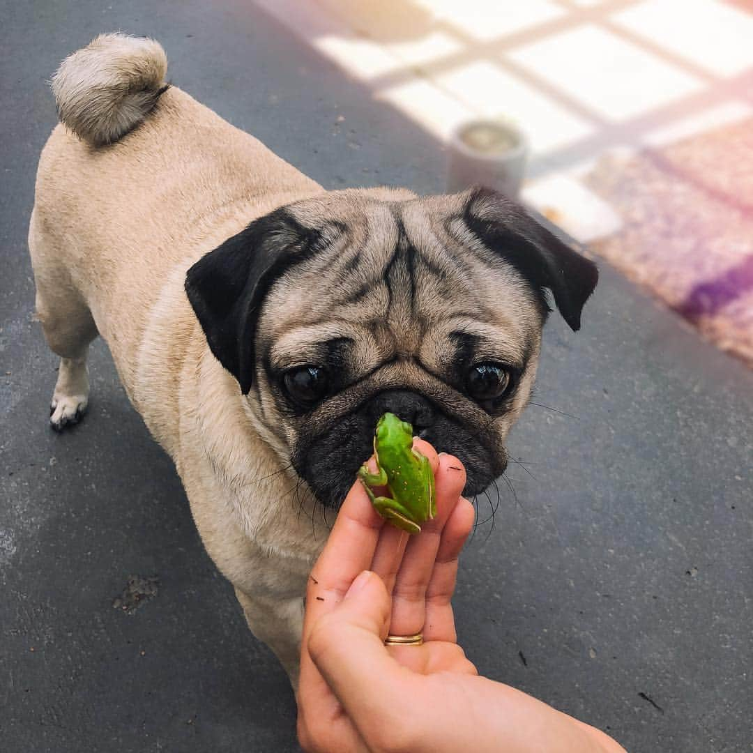 itsdougthepugさんのインスタグラム写真 - (itsdougthepugInstagram)「‪Say hello to my little friend 🐸‬」4月8日 1時06分 - itsdougthepug