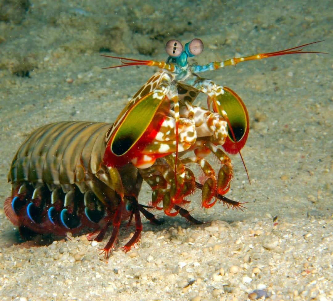 アニマルプラネットさんのインスタグラム写真 - (アニマルプラネットInstagram)「This mantis shrimp is ready to compete on @rupaulsdragrace! This beautiful shrimp is SAVAGE and will punch with one of the strongest pound-by-pound forces on the planet. Do NOT get in its way. . . . . . #animalsofinstagram #animalplanet #animaloftheday #wild #wildlife #outdoors #animals #wildanimals #conservation #nature #animallovers #instanature #wildgeography #matisshrimp #shrimp #crustacean」4月8日 1時00分 - animalplanet