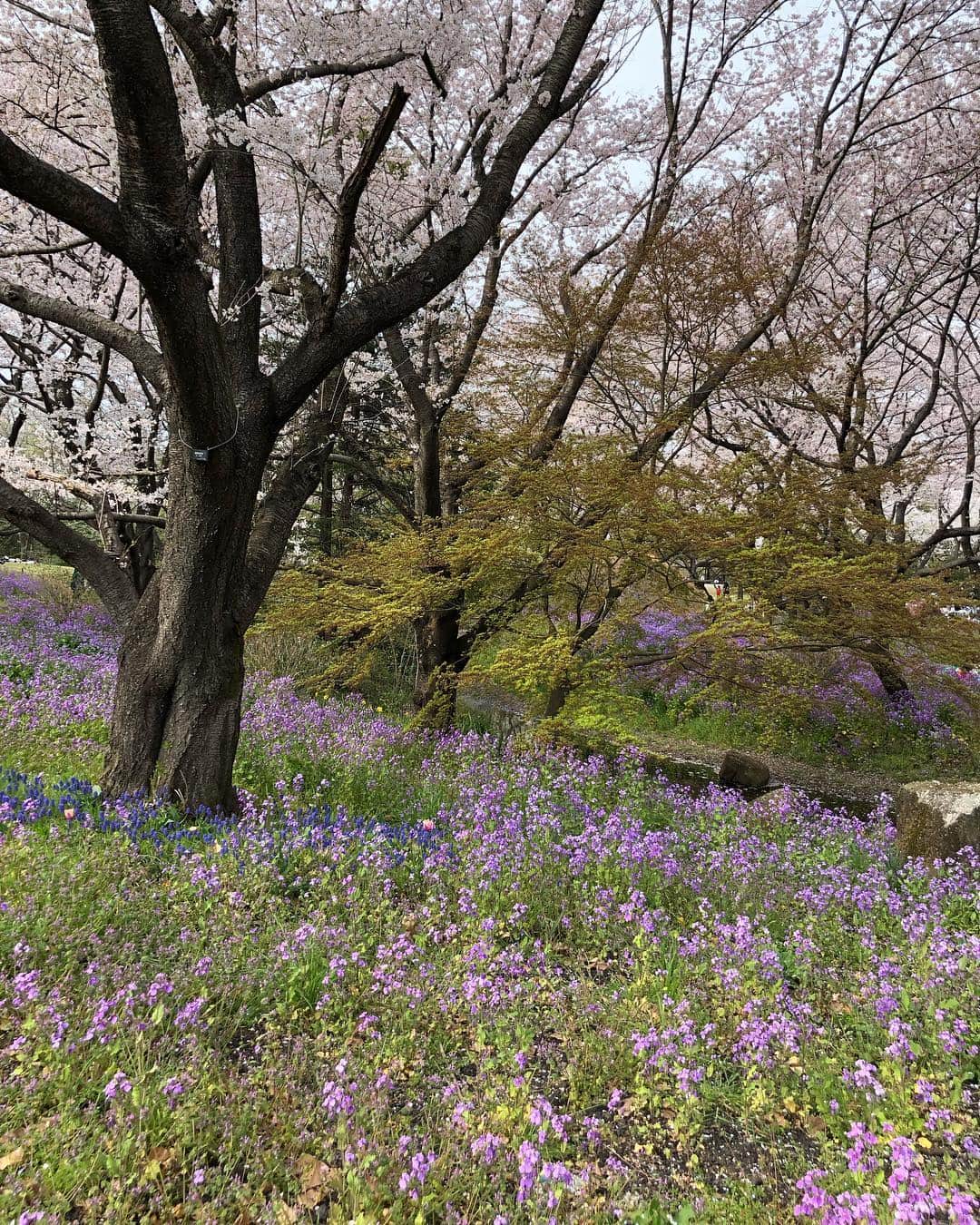 武村八重子さんのインスタグラム写真 - (武村八重子Instagram)「まるで絵本のような世界でした🌸 . . ピーターラビットとか住んでそう🐰 .  #桜 #花見 #チューリップ #公園 #ドライブ #週末 #昭和記念公園 #休日の過ごし方  #東京 #風景 #風景写真 #春 #tokyo #photography #park #cherryblossom #photooftheday #spring #drive #trip」4月8日 1時07分 - piano_yae