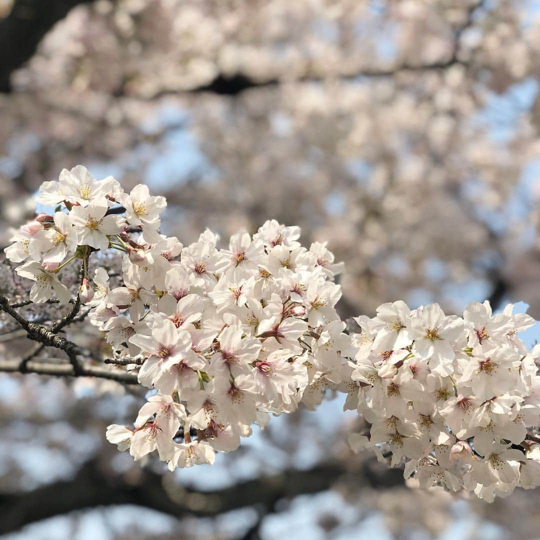 田代裕美恵さんのインスタグラム写真 - (田代裕美恵Instagram)「🌸 . . . Cherry blossom🌸 . 日本の四季は 素晴らしいなー って年々思うね☺️💖 . . . お花見日和に お花見できて 幸せ☺️🌸❤️ . . . #お花見 #sakura #spring . 🌸」4月8日 1時15分 - yumie_