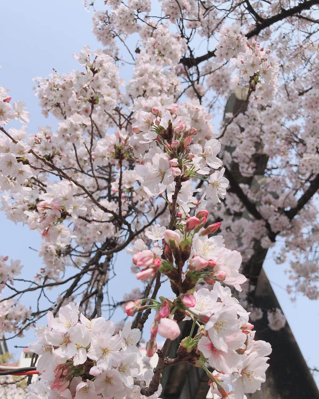 SHINOさんのインスタグラム写真 - (SHINOInstagram)「久々の土佐稲荷さんでお花見とバドミントン🌸🏸 . . 屋台も出てて、とっても賑わってました♬ . . かすてらがあまりにも美味しすぎて♡ . . おかわりしました😋 . . 田中屋さんのかすてら😍 . . #土佐稲荷 #さくら #SAKURA #バドミントン大会 #母本気 #ハハマジ #お花見 #終わった頃にはほぼすっぴんに #気付かずにデパートに行ったら #すっぴんですか？？ #聞かれるまで気付かなかった #痩せてるはず #明日は筋肉痛 #お花見 #かすてら #田中屋 さん #楽しかった♬ #お友達３組に遭遇♡ #うれぴ #会いに来てくれたお友達も♡ #ありがとう♡」4月8日 1時08分 - shino0605