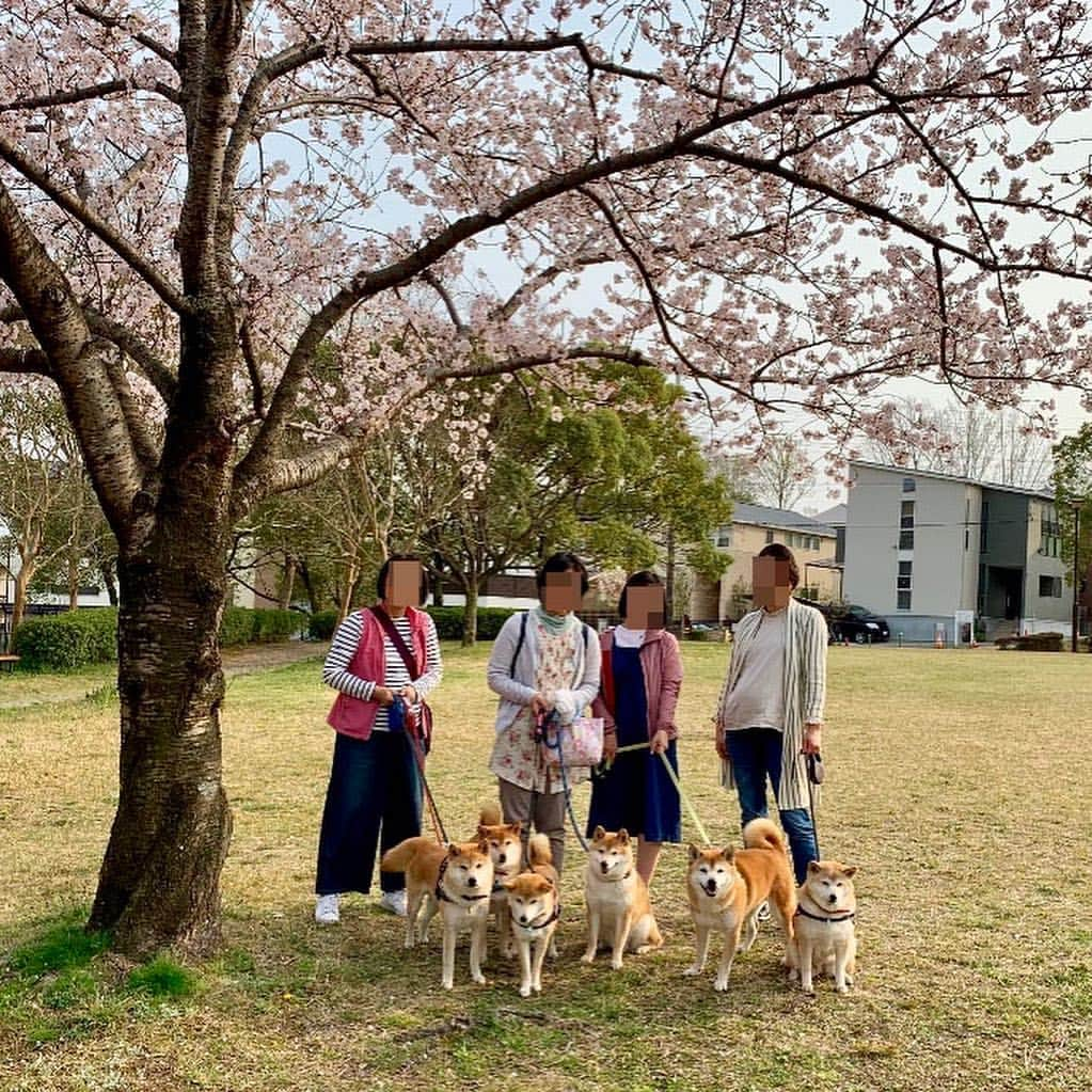 linnmamaさんのインスタグラム写真 - (linnmamaInstagram)「平成最後の柴犬同好会@次朗家💖〜スワイプしてね😊〜①次朗の散歩コースの公園にみんなでお花見🌸に行ったよ💕〜②桜満開🌸〜③持ち寄りランチ〜今日も美味しゅうございました😍〜自分の子どもたち全員とときどき会うことができる凜は本当に幸せな母犬だと思います💕〜次朗も龍之介も大切に育てていただいてることに感謝しています😍 〜ごめんなさい🙇‍♀️小豆島旅行記は明日以降になります😊  #柴犬#dog#柴犬凜の勇気凜々every day#shibastagram#柴犬同好会#家族集合」4月8日 1時26分 - linnmama