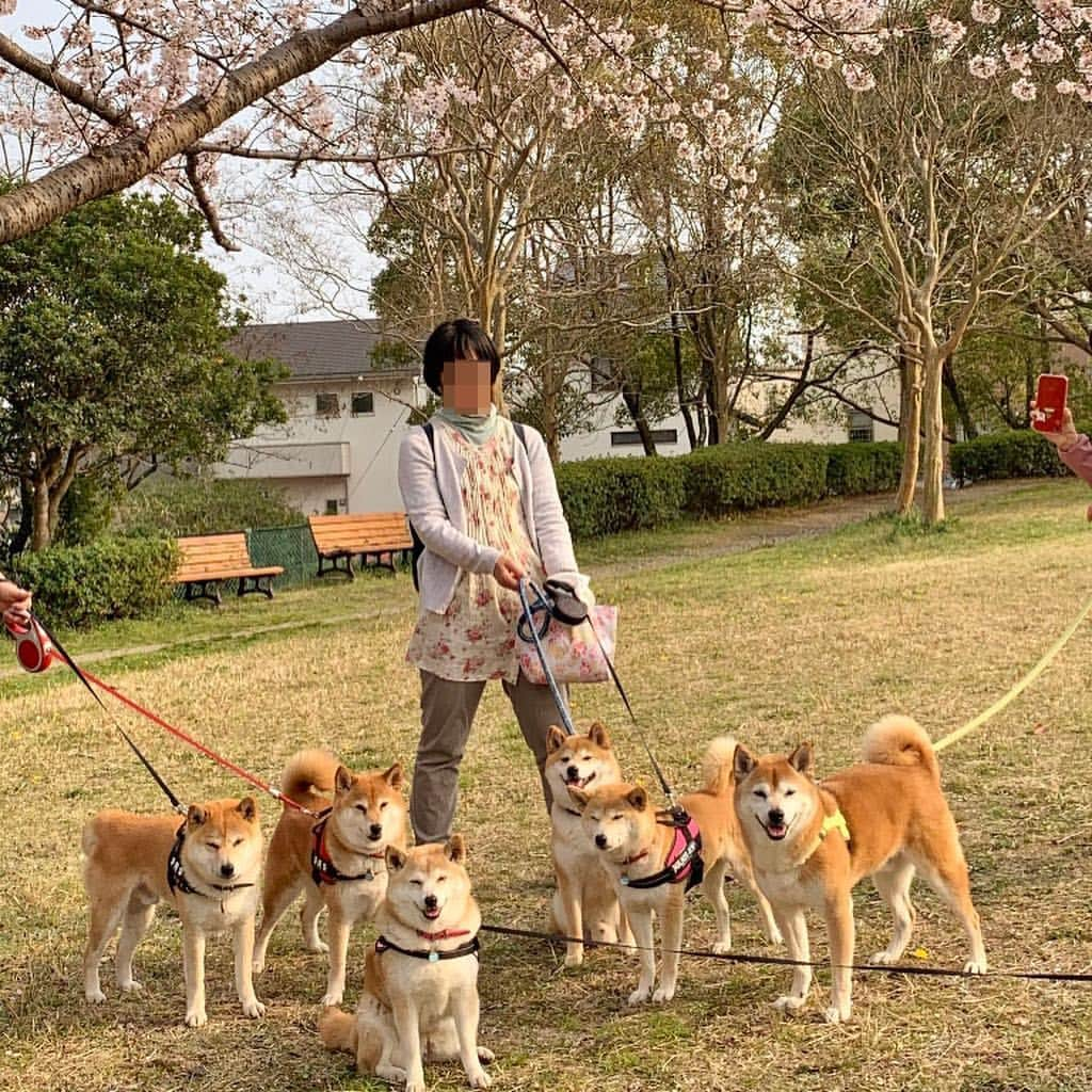 linnmamaさんのインスタグラム写真 - (linnmamaInstagram)「平成最後の柴犬同好会@次朗家💖〜スワイプしてね😊〜①次朗の散歩コースの公園にみんなでお花見🌸に行ったよ💕〜②桜満開🌸〜③持ち寄りランチ〜今日も美味しゅうございました😍〜自分の子どもたち全員とときどき会うことができる凜は本当に幸せな母犬だと思います💕〜次朗も龍之介も大切に育てていただいてることに感謝しています😍 〜ごめんなさい🙇‍♀️小豆島旅行記は明日以降になります😊  #柴犬#dog#柴犬凜の勇気凜々every day#shibastagram#柴犬同好会#家族集合」4月8日 1時26分 - linnmama