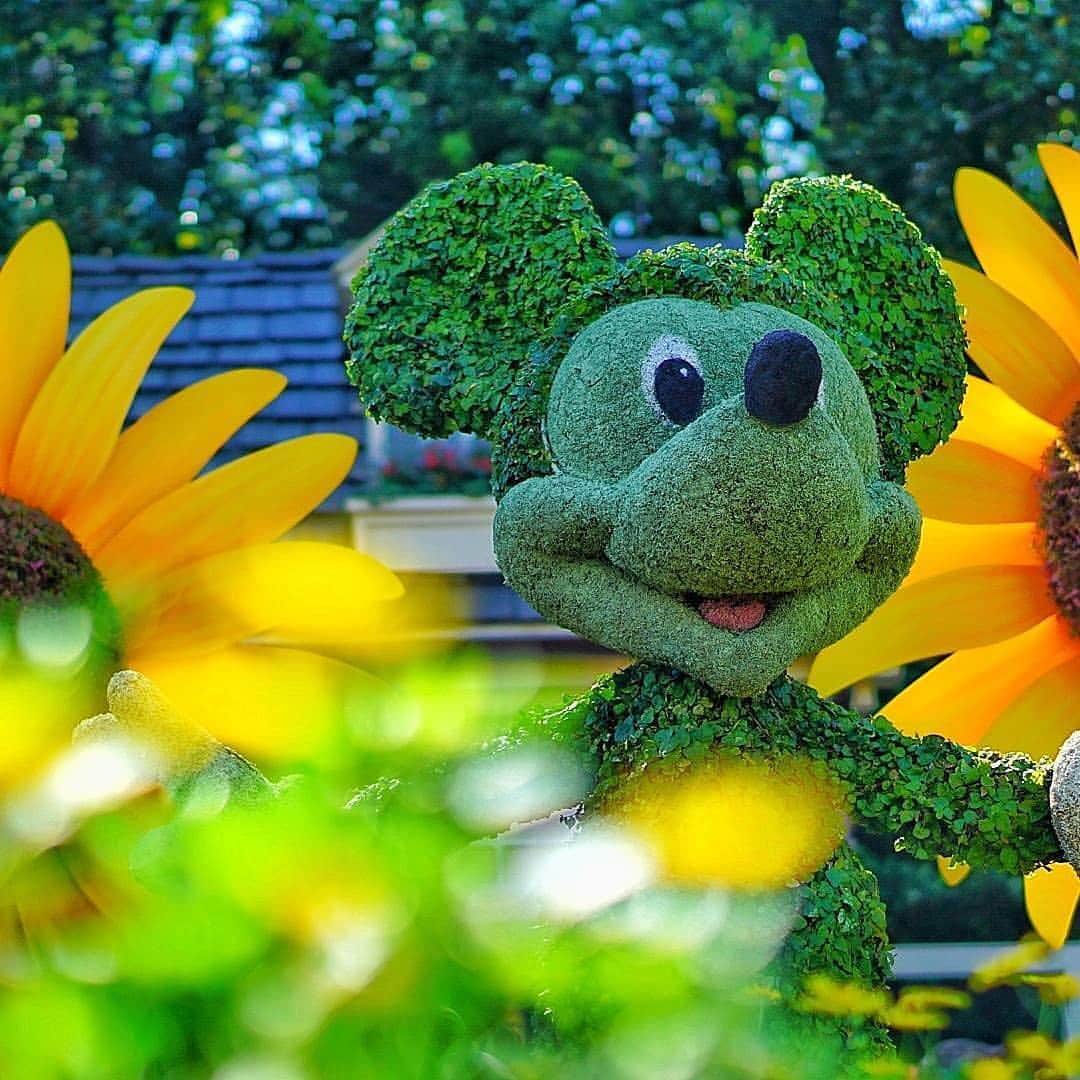 Walt Disney Worldのインスタグラム：「See what's budding at #FreshEpcot! 🌻#WaltDisneyWorld (📷: @bmabolo)」